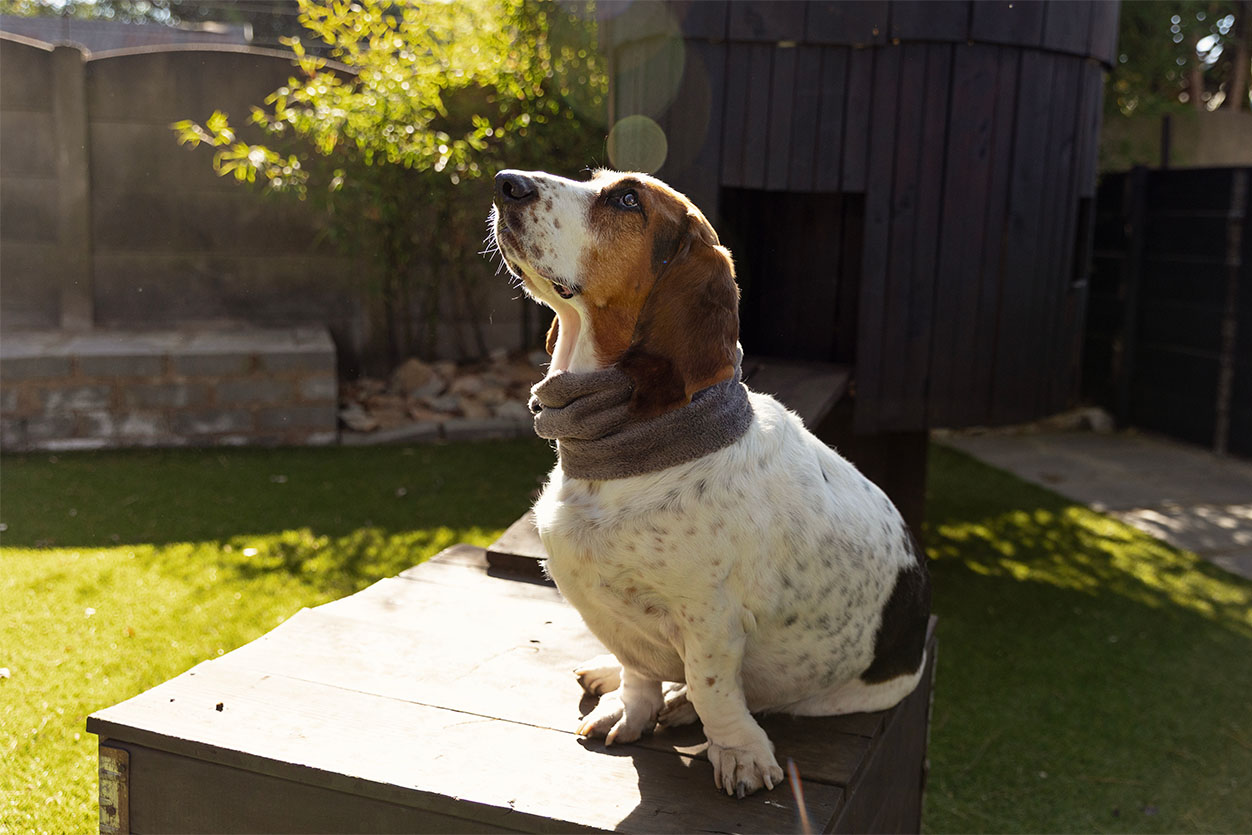 A basset hound enjoying the sunny outdoor play and exercise area at the boutique dog boarding hotel in Benoni.