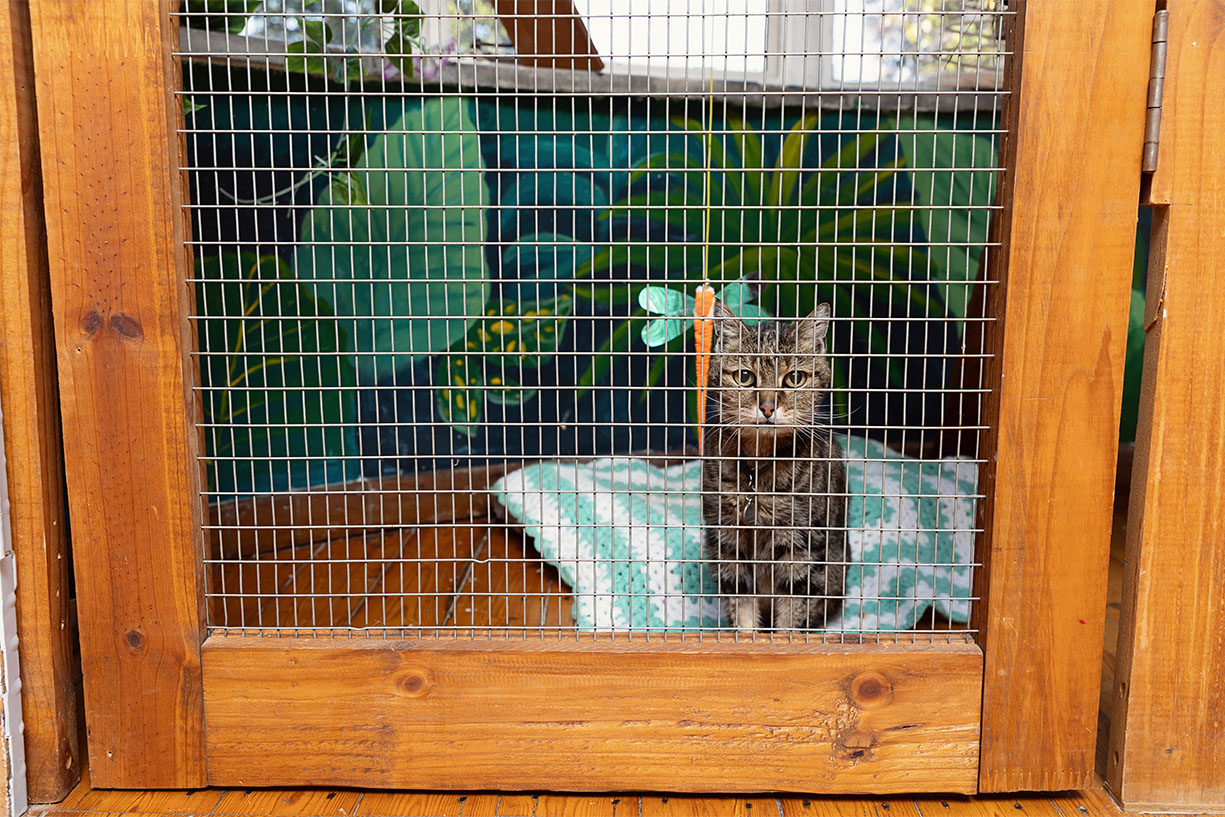 A relaxed tabby cat resting safely inside a custom wooden boarding kennel with a painted jungle mural at the cat hotel in Johannesburg.