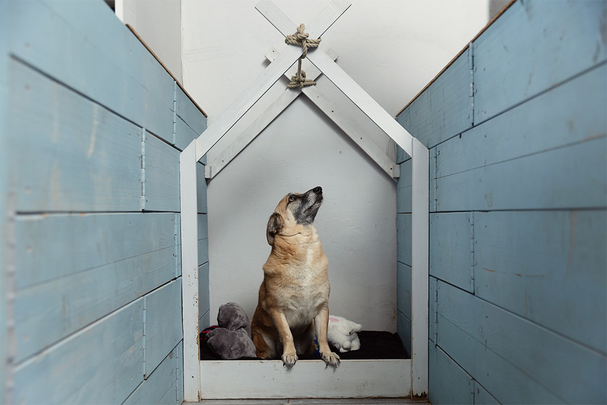 A happy dog relaxing inside a custom wooden A-frame bed at The Robin House boutique dog hotel in Johannesburg.