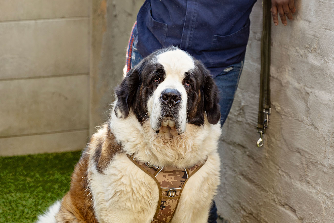 A large St. Bernard dog waiting patiently for a pet grooming and spa session at The Robin House in Benoni.