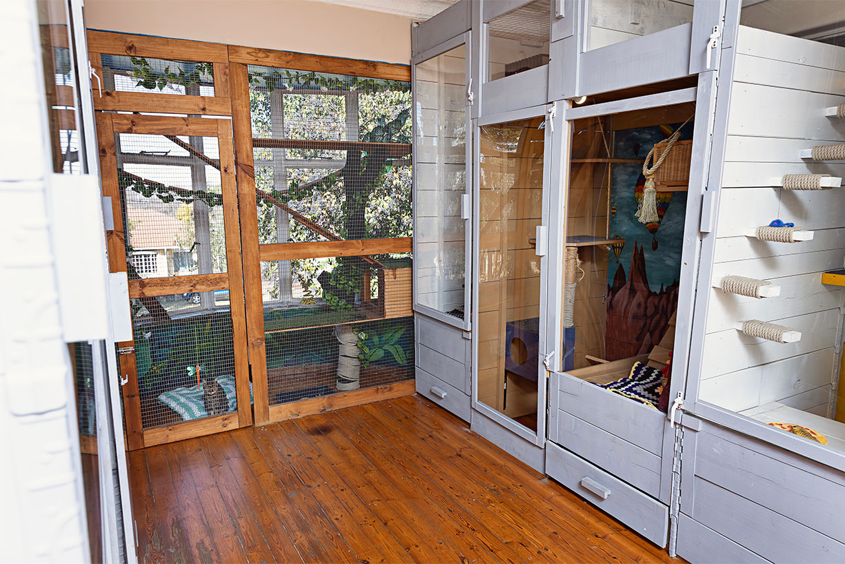Spacious, multi-level indoor cat boarding suites featuring custom woodwork, glass doors, and engaging murals at The Robin House in Benoni.