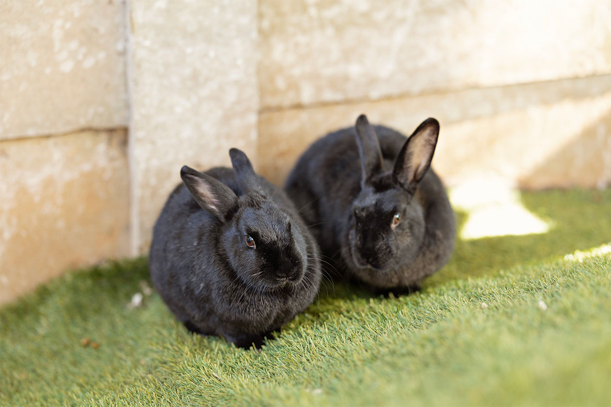 Two bonded black rabbits enjoying a safe outdoor play area at the boutique rabbit hotel in Benoni.